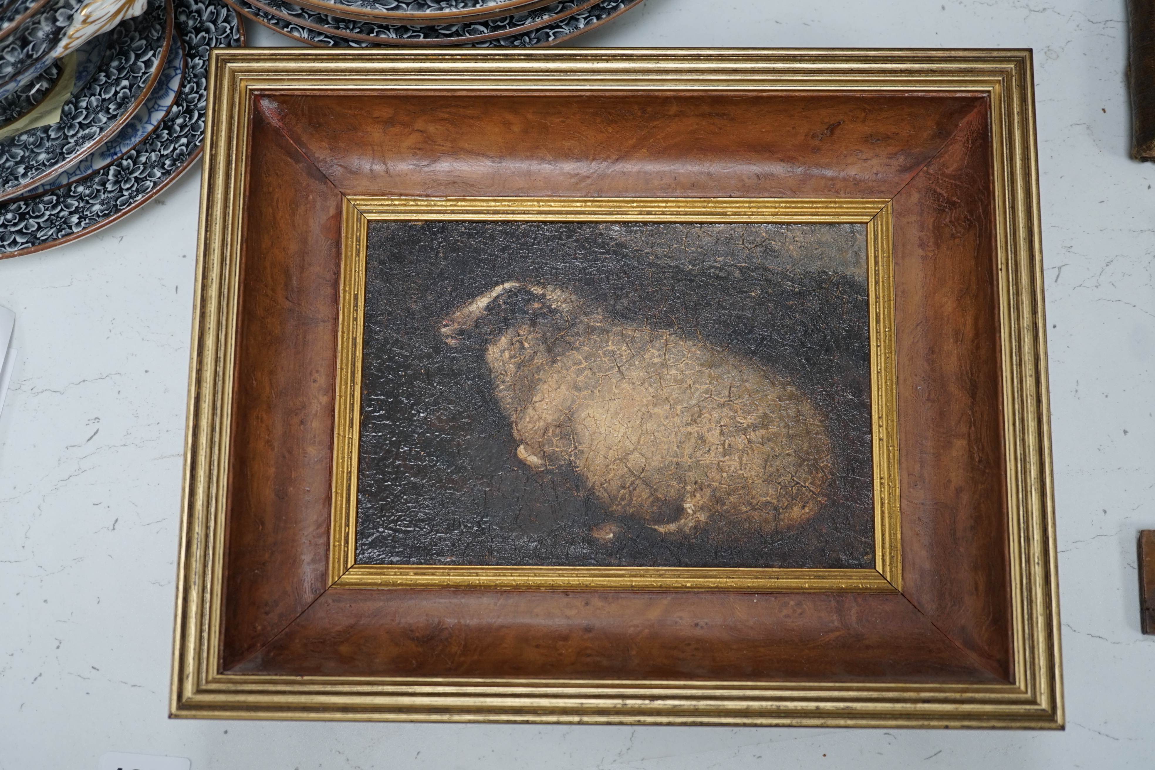 19th century English School, oil on board, Study of a sheep, 12.5 x 18cm